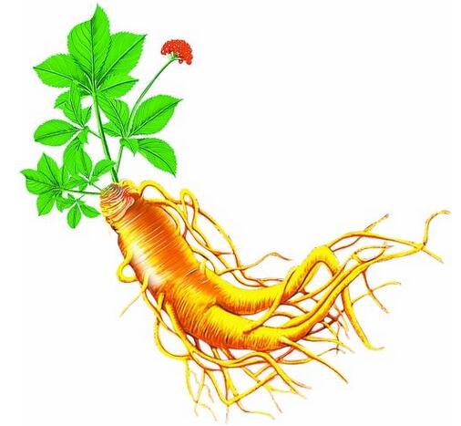 2019年我國(guó)人參行業(yè)種植面積、產(chǎn)量及最新價(jià)格情況